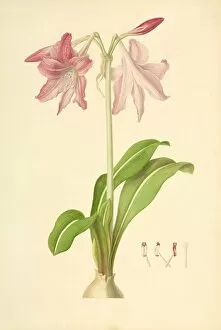 Amaryllidaceae Gallery: Hippeastrum, Dutch amaryllis