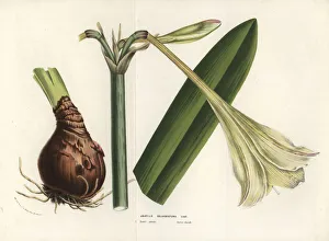 Amaryllis Gallery: Hippeastrum elegans