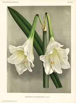 Hippeastrum elegans