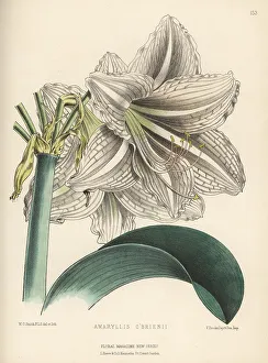 Hippeastrum hybrid, Amaryllis o'brienii