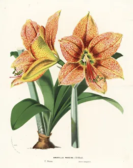Amaryllis Gallery: Hippeastrum pardinum