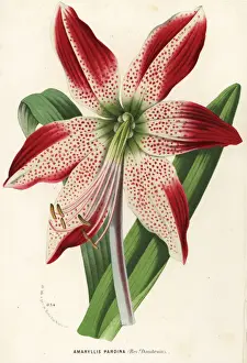 Hippeastrum pardinum