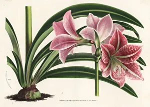 Amaryllis Gallery: Hippeastrum reticulatum
