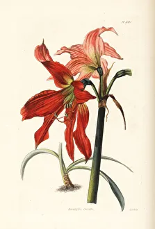 Amaryllis Gallery: Hippeastrum striatum