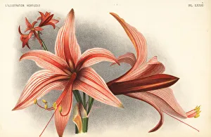 Pieter Collection: Hippeastrum stylosum