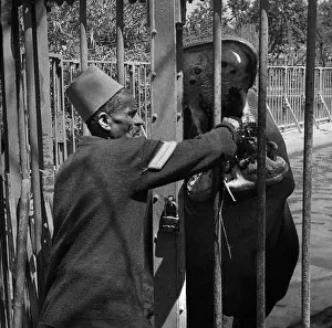 Hippo Prints: Hippo being fed at Cairo Zoo, Egypt