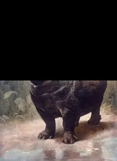 Hippo Prints: A Hippo Gaping