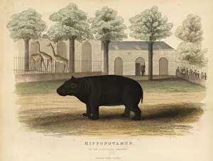 Images Dated 28th January 2019: Hippo or hippopotamus, Hippopotamus amphibius