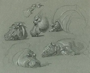 Sheppard Prints: Hippo Studies