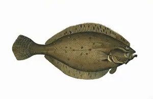 Flatfish Prints: Hippoglossoides platessoides, or Long Rough Dab