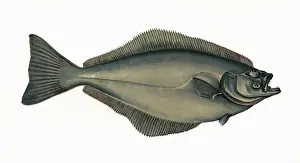 Flounder Prints: Hippoglossus hippoglossus, or Atlantic Halibut