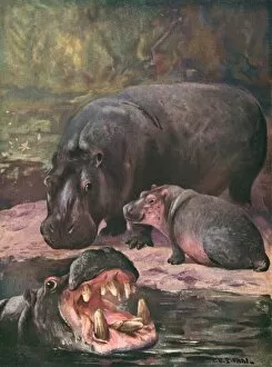 Amphibius Gallery: Hippopotami 1909