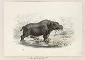 1800 1874 Gallery: Hippopotamus amphibius, hippopotamus