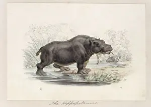 Hippo Prints: Hippopotamus amphibius, hippopotamus