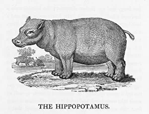 Amphibius Gallery: Hippopotamus (Bewick)