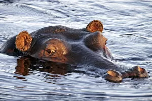 Amphibius Gallery: Hippopotamus - Hippo with eyes, ears and nostrils