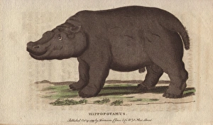 Amphibius Gallery: Hippopotamus, Hippopotamus amphibius