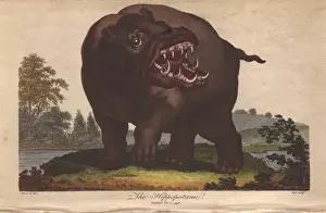 Hippopotamus, Hippopotamus amphibius