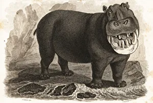 Hippopotamus, Hippopotamus amphibius