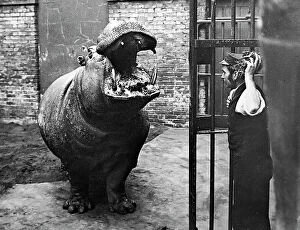 Keeper Collection: Hippopotamus and keeper, London Zoo, Victorian period
