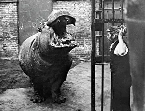 Regents Prints: Hippopotamus and keeper, London Zoo, Victorian period