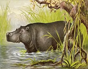 Animals Collection: Hippopotamus (Kronheim)