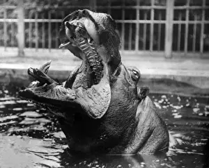 Hippo Prints: Hippopotamus Screaming