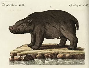 Kinder Collection: Hippopotamus, vulnerable