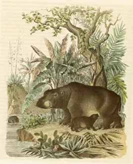 Hippo Prints: A hippopotamus with its young