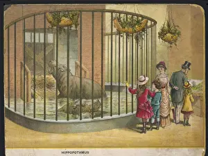 Hippopotamus Zoo