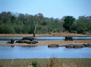 Largest Gallery: Hippos in Kruger National Park, South Africa