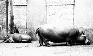 Hippo Prints: Hippos at London Zoo in the 1870s. Obaysch and Guy Fawkes