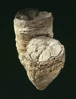 Bivalve Collection: Hippurites radiosus, rudist mollusc shell