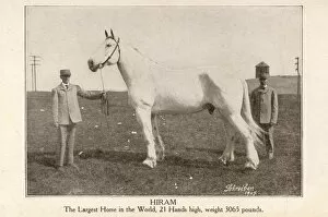 Images Dated 25th August 2011: Hiram - The largest horse in the world