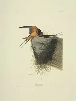 Hirundo rustica, barn swallow