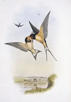 Hirundo rustica, barn swallow