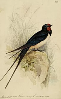 Sauropsid Collection: Hirundo rustica, barn swallow
