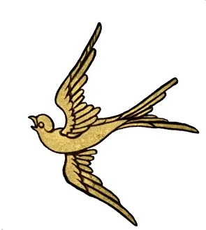 Hirundo sp. swallow