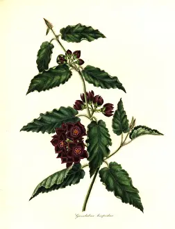 Hispidus Prints: Hispid gonolobus, Gonolobus hispidus