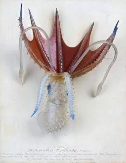 1822 1895 Collection: Histioteuthis bonelliana, squid