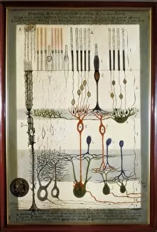 Ramon Collection: Histological Diagram of a Mammalian Retina