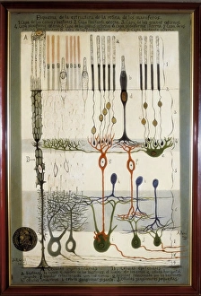 Scheme Collection: Histological Diagram of a Mammalian Retina