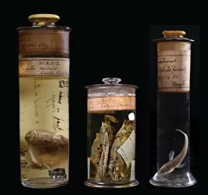 Elasmobranchii Collection: Historical specimens from left to right