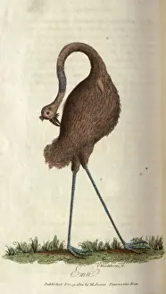 Emu