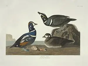 Immature Prints: Histrionicus histrionicus, harlequin duck