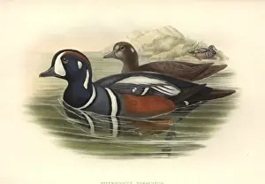 Histrionicus histrionicus, harlequin duck