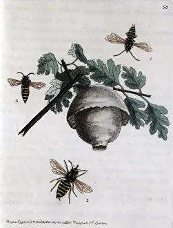 Hive Prints: A hive of wasps