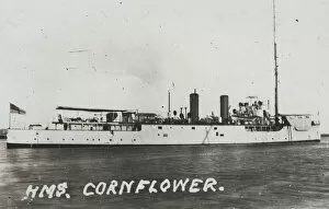 Arabis Collection: HMS Cornflower, British minesweeping sloop