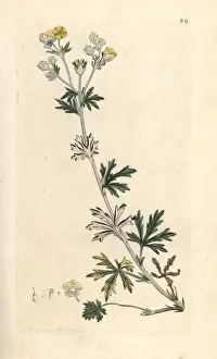 Argentea Prints: Hoary cinquefoil, Potentilla argentea
