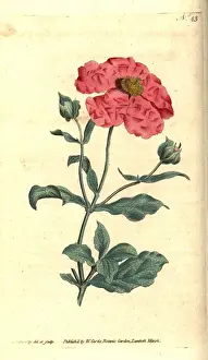 Hoary Prints: Hoary cistus or rose cistus, Cistus incanus